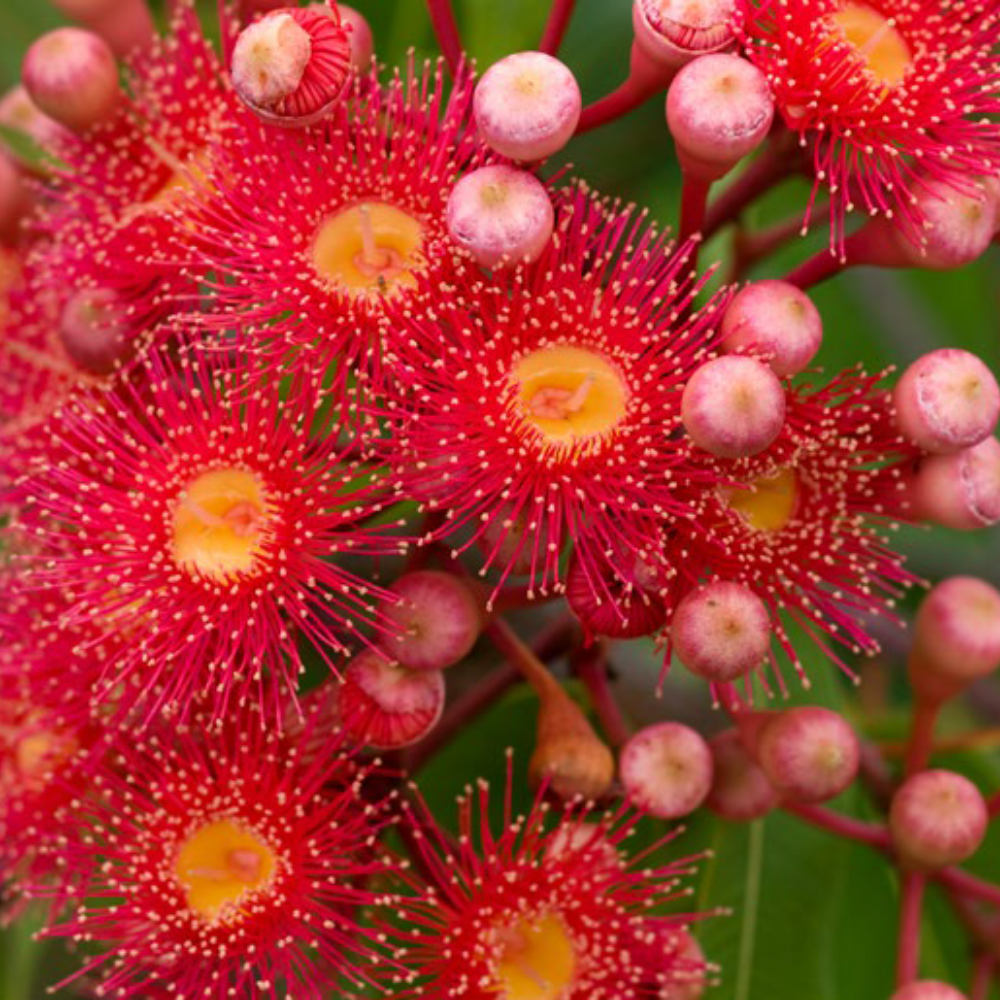Rote Blüte