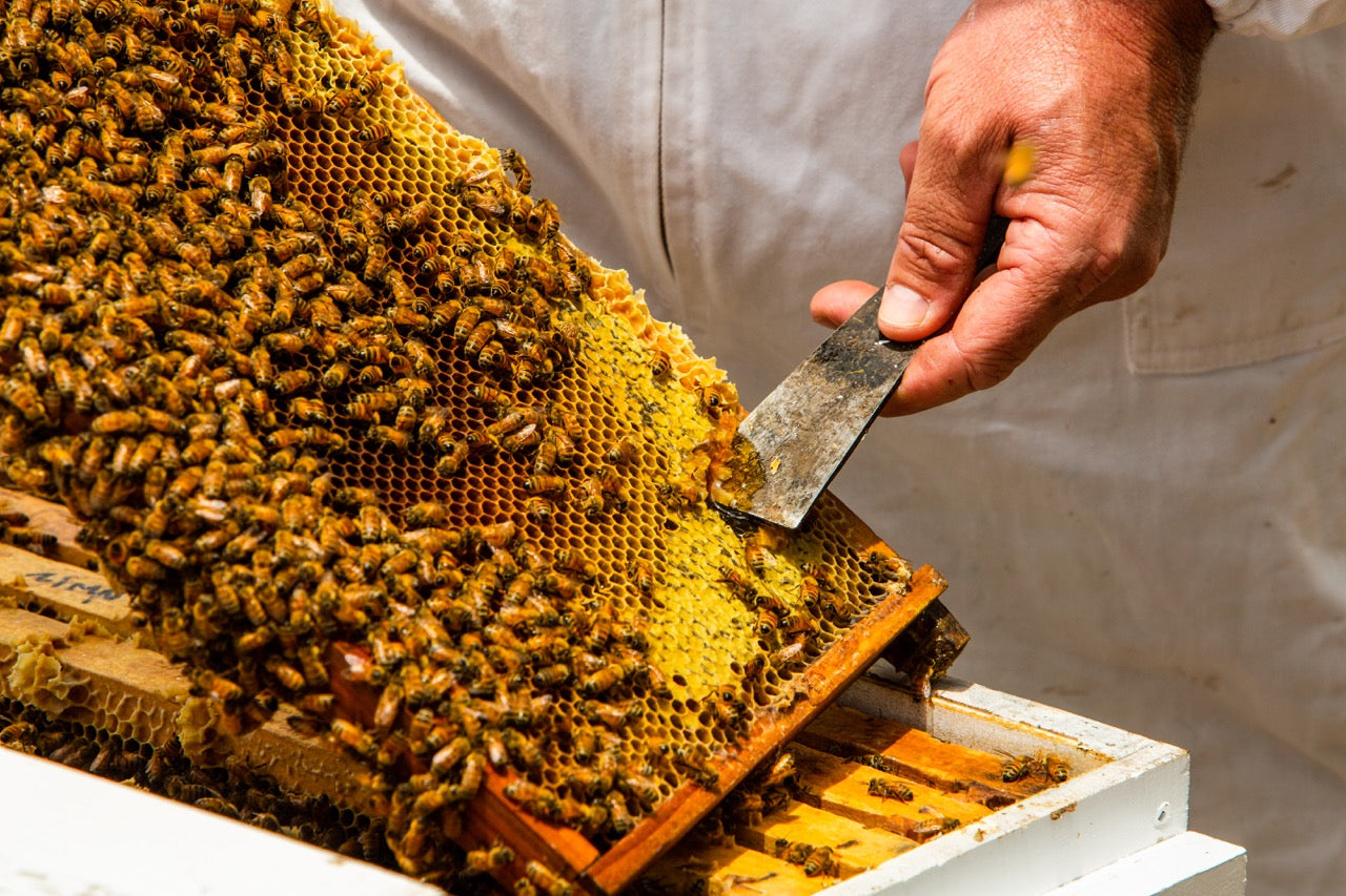Imker schabt Honig von der Honigwabe