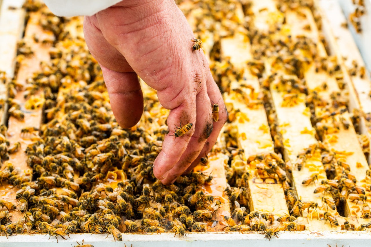 Hand mit Bienen